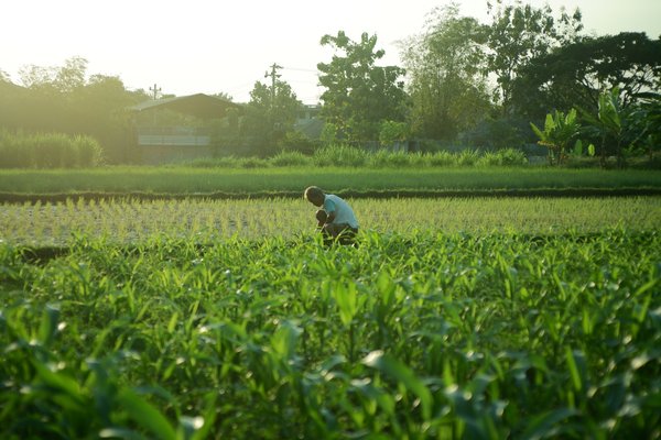 🌾 Agriculture